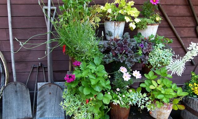 backyard flower pots